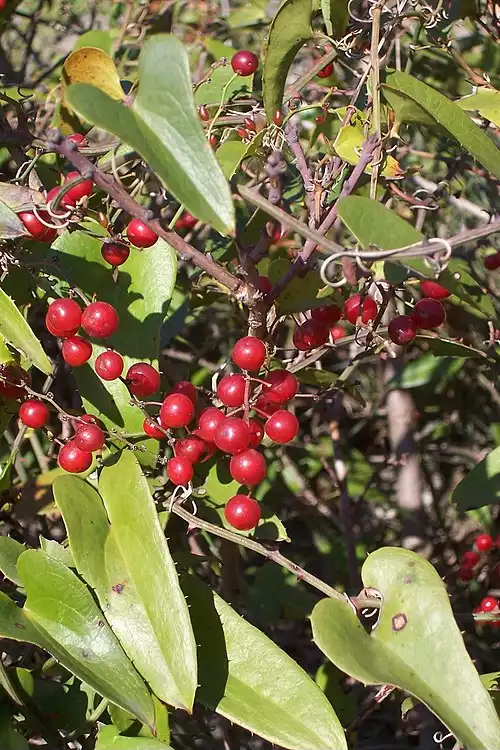 معنی کلمه ازملک در لغت نامه دهخدا