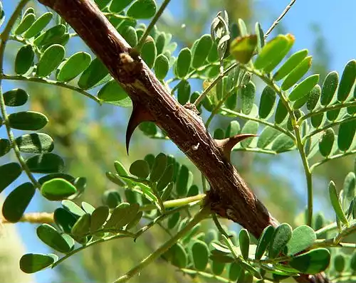 معنی کلمه اکاسیا در فرهنگ فارسی