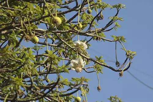 معنی کلمه بائوباب در دانشنامه عمومی