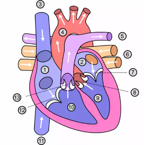 معنی کلمه بَطن در فرهنگ معین