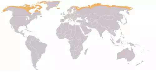 معنی کلمه توندرا در فرهنگستان زبان و ادب