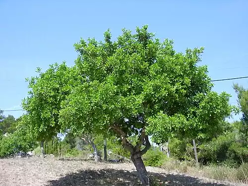 معنی کلمه خرنوب در لغت نامه دهخدا