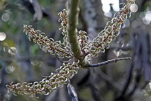 معنی کلمه خرنوب در فرهنگ عمید