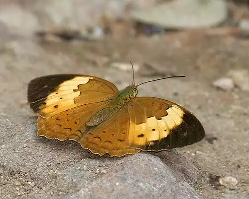 معنی کلمه دهاتی در فرهنگ فارسی