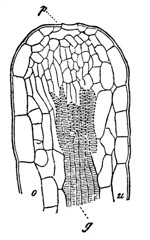 روزنه آبی