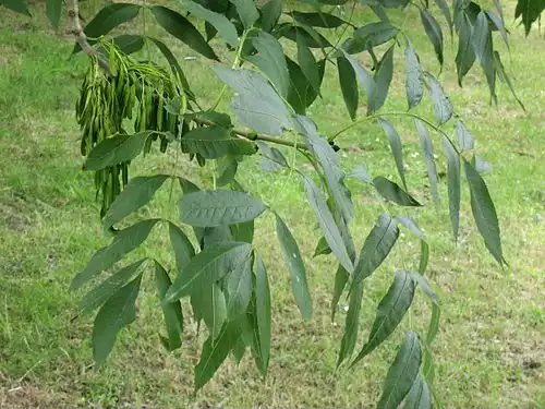 معنی کلمه زبان گنجشک در فرهنگ فارسی