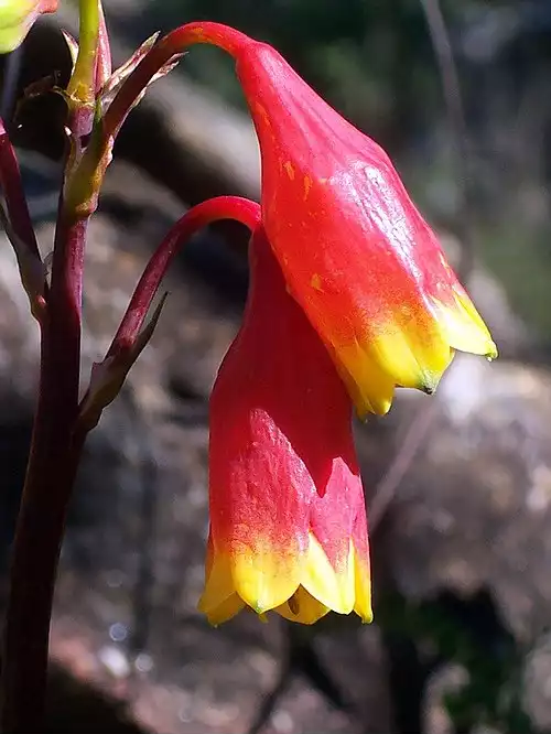 جملاتی از کاربرد کلمه سرگل