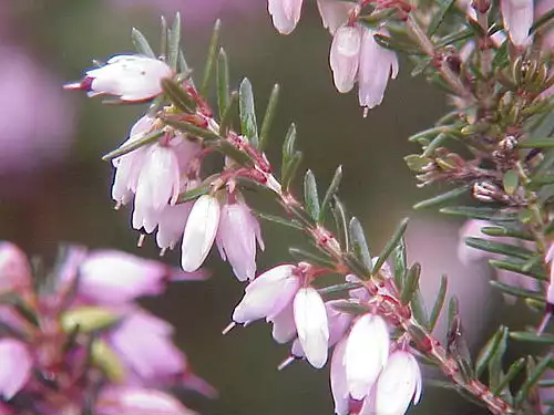 معنی کلمه خلنگ در لغت نامه دهخدا