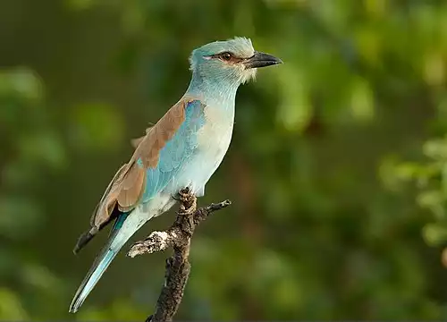 معنی کلمه سبزقبا در فرهنگ فارسی