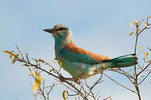 معنی کلمه سبزقبا در دانشنامه عمومی