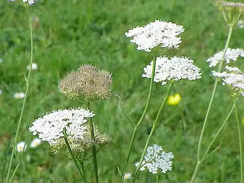 جملاتی از کاربرد کلمه آب چکان