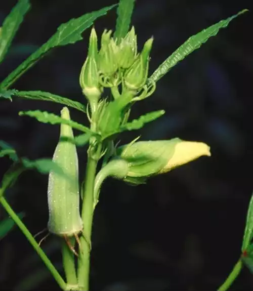 معنی کلمه بامیه در فرهنگ فارسی