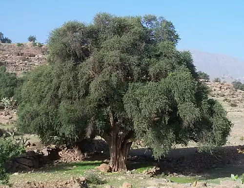 معنی کلمه ارگان در فرهنگ معین