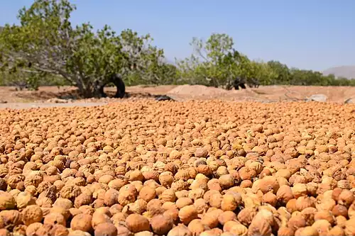 جملاتی از کاربرد کلمه استهبان