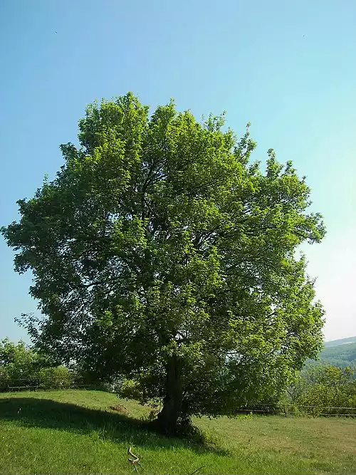 معنی کلمه افراییان در دانشنامه عمومی