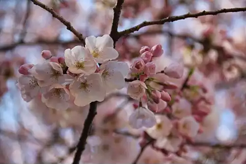 معنی کلمه امریکا در دانشنامه عمومی