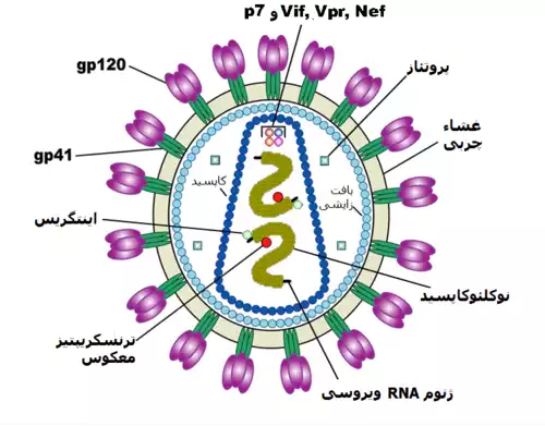 معنی کلمه ایدز در دانشنامه آزاد فارسی