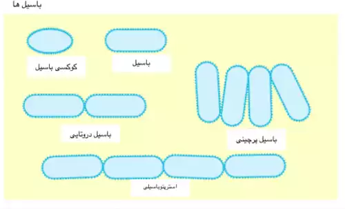 معنی کلمه باسیل در لغت نامه دهخدا