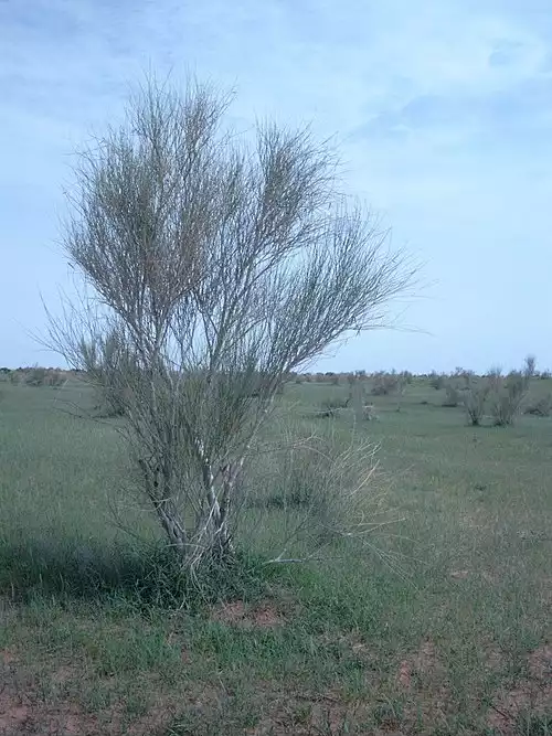 معنی کلمه استبرق در فرهنگ معین