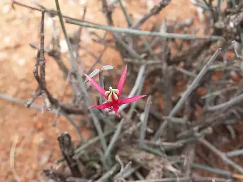 معنی کلمه استبرق در فرهنگ عمید