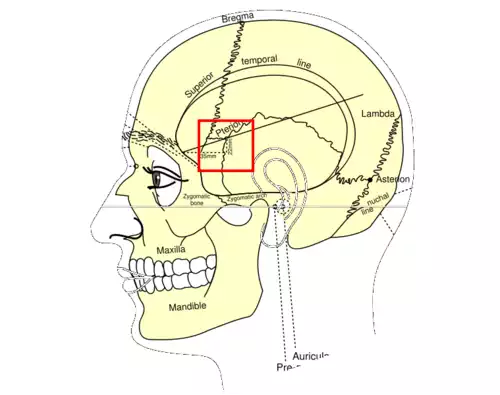 معنی کلمه بالک در لغت نامه دهخدا