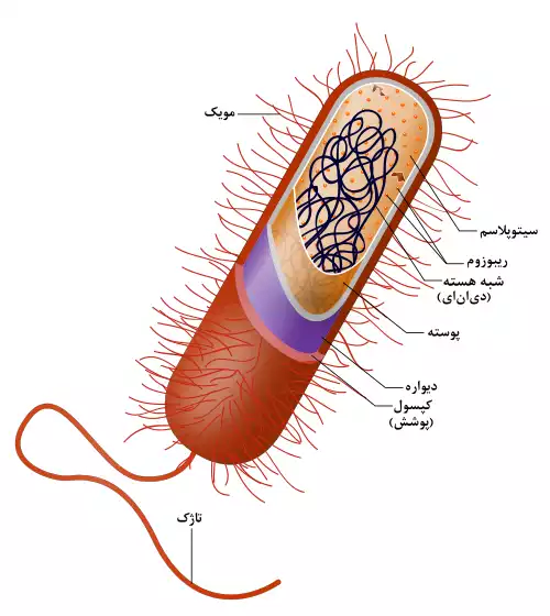 معنی کلمه باکتری در لغت نامه دهخدا