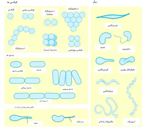 معنی کلمه باکتری در فرهنگ معین