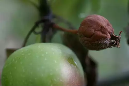 معنی کلمه آتشک در لغت نامه دهخدا