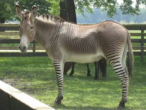 معنی کلمه آسبان در لغت نامه دهخدا