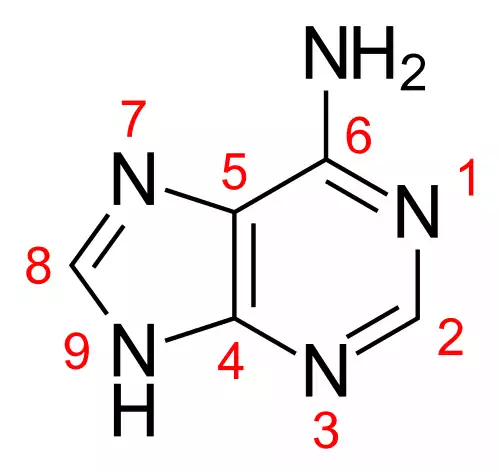 جملاتی از کاربرد کلمه آدنین