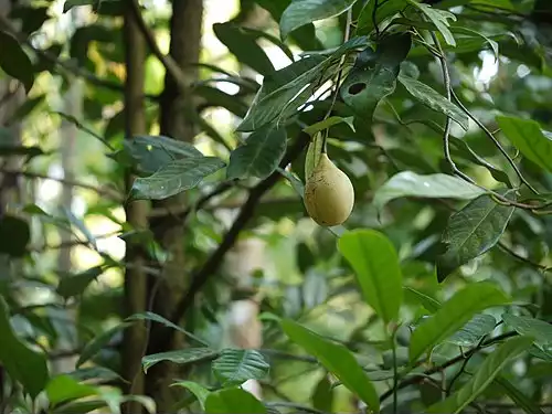 معنی کلمه جوز هندی در لغت نامه دهخدا