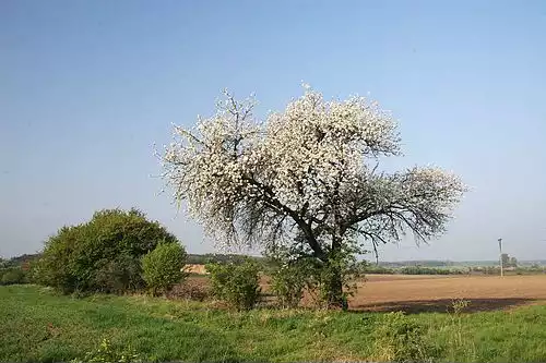 معنی کلمه آلبالو در لغت نامه دهخدا