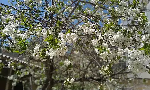 معنی کلمه آلبالو در فرهنگ معین