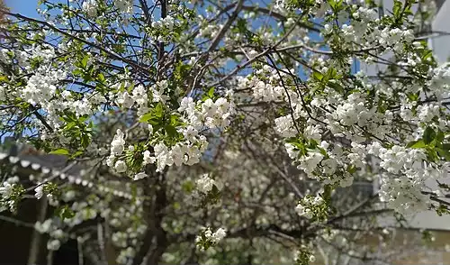 معنی کلمه آلبالو در فرهنگ عمید