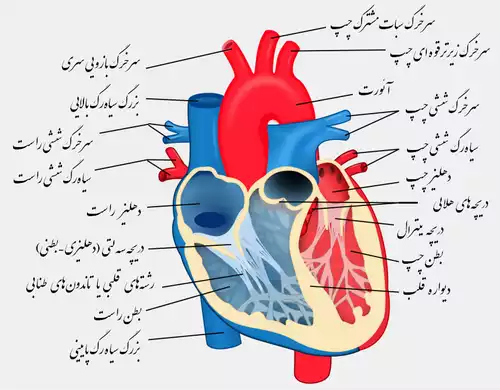 معنی کلمه آئورت در فرهنگ عمید