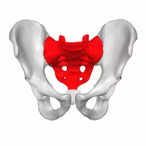 معنی کلمه استخوان خاجی در ویکی واژه