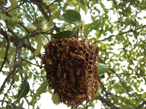 جملاتی از کاربرد کلمه زنبوران