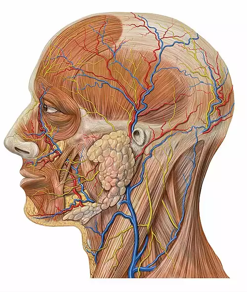 معنی کلمه سرّ در لغت نامه دهخدا