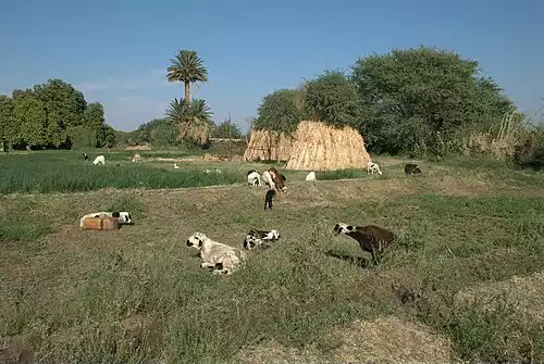 شمالی