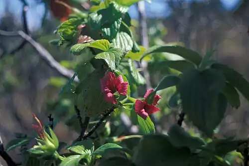 معنی کلمه شمعدانی در فرهنگ فارسی