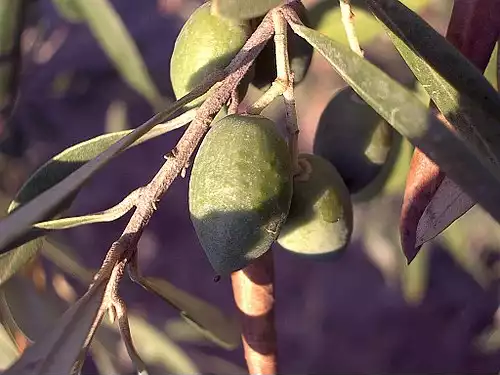 جملاتی از کاربرد کلمه شهرستان رودبار