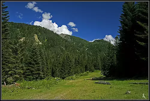 معنی کلمه شوی در لغت نامه دهخدا