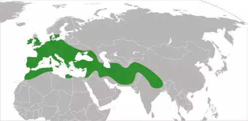 معنی کلمه شیپوری در لغت نامه دهخدا