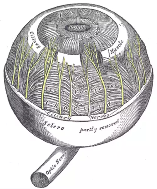 معنی کلمه عنبیه در فرهنگ معین