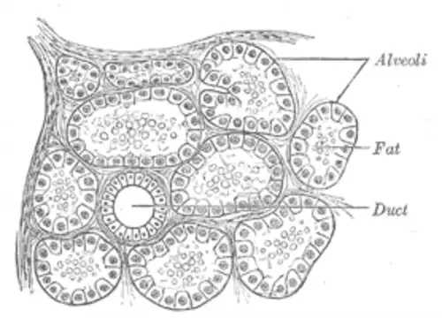 معنی کلمه غده در فرهنگ عمید