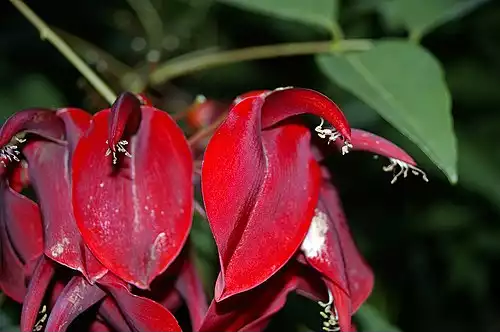 معنی کلمه فردوسی در دانشنامه عمومی