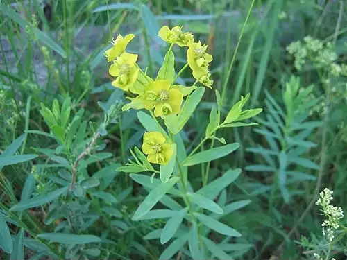 معنی کلمه فرفیون در لغت نامه دهخدا