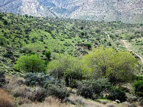 معنی کلمه فسا در دانشنامه عمومی