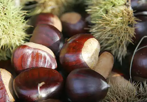 معنی کلمه فندقی در لغت نامه دهخدا