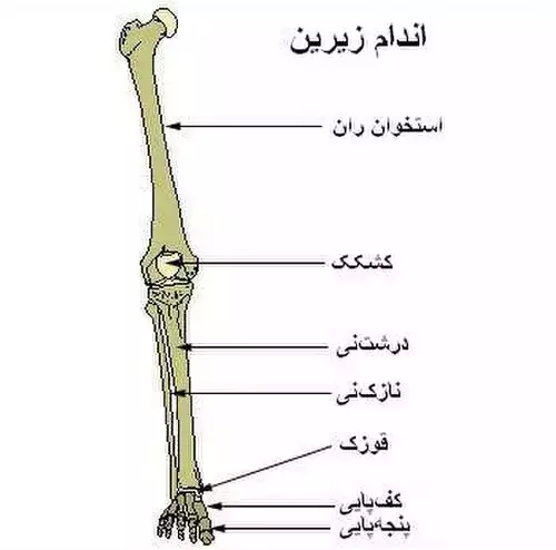 معنی کلمه قاپ در فرهنگ معین